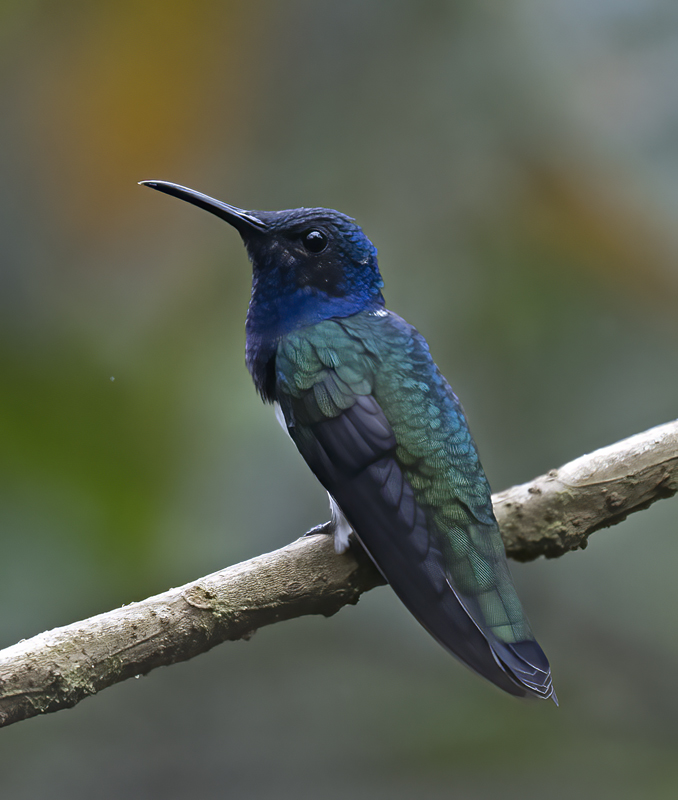 White-necked_Jacobin_18_Ecuador_067