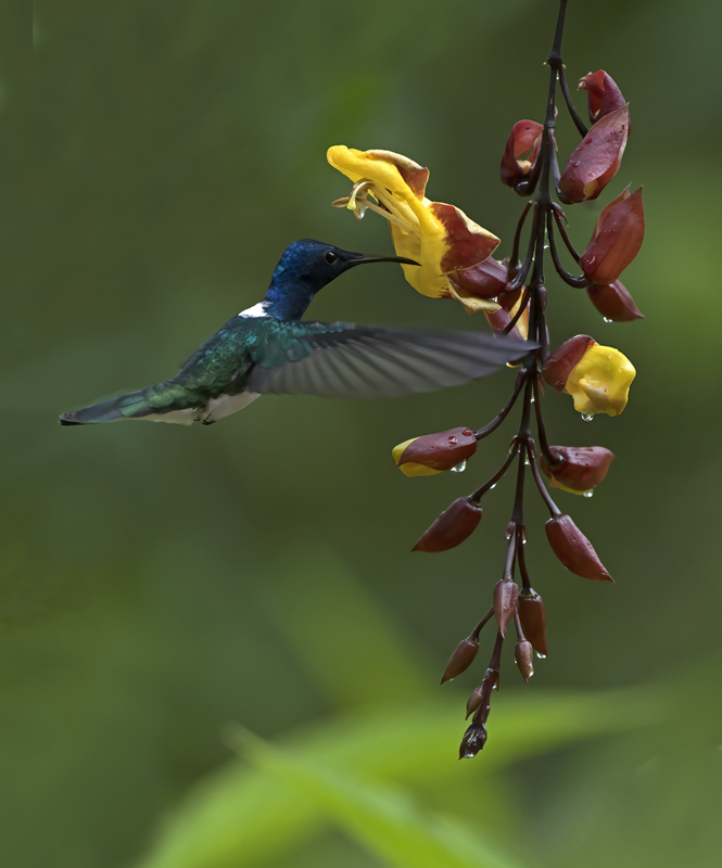 White-necked_Jacobin_18_Ecuador_092