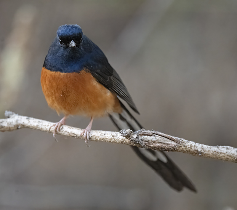 White-rumped_Shama_25_India_013