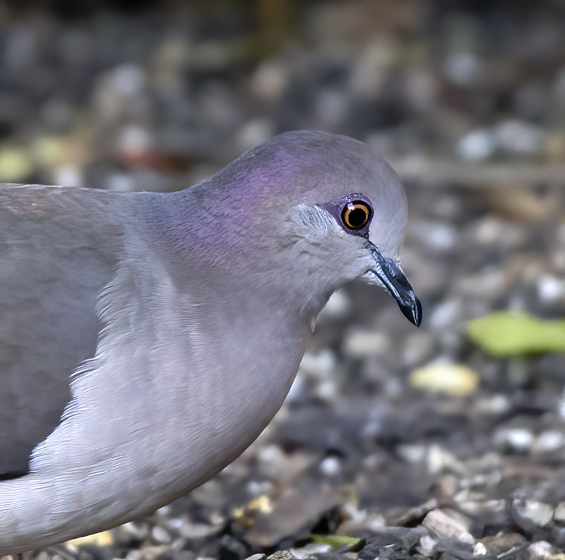 White-tipped_Dove_TX_18_020