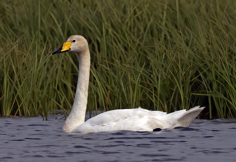 Whooper_Swan_22_Iceland_003