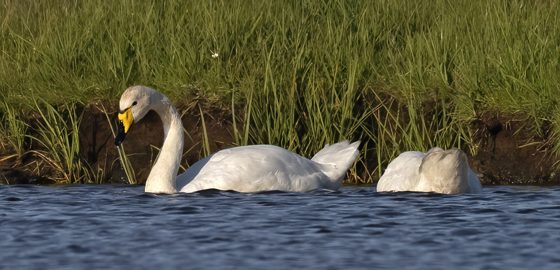 Whooper_Swan_22_Iceland_009