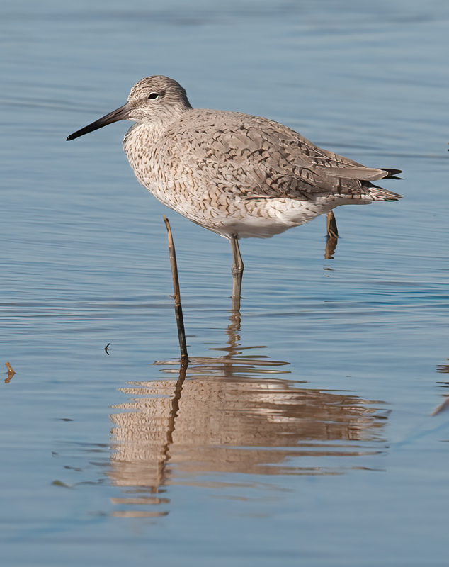 Willet_09_FL_005
