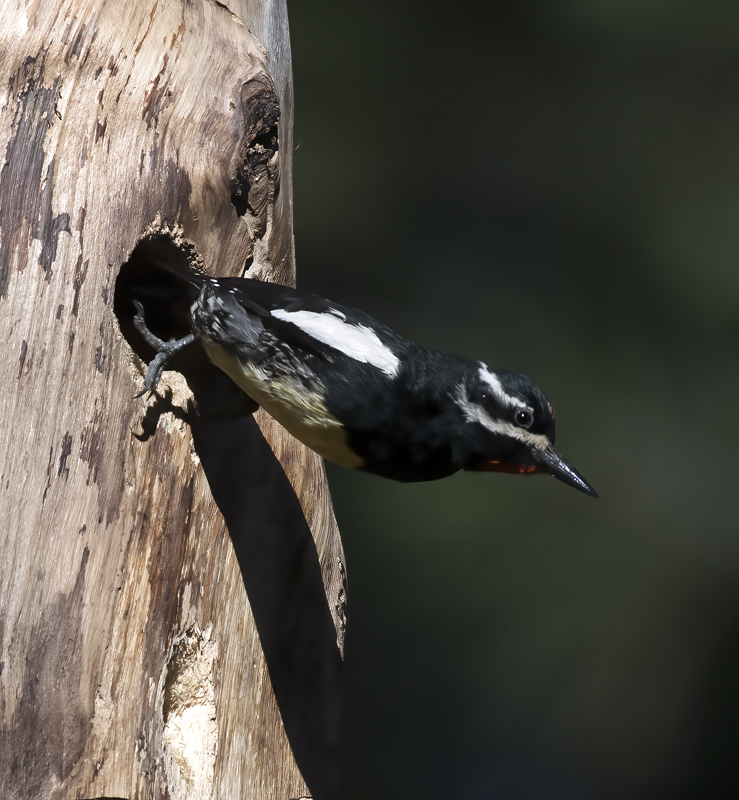 Williamsons_Sapsucker_17_OR_059