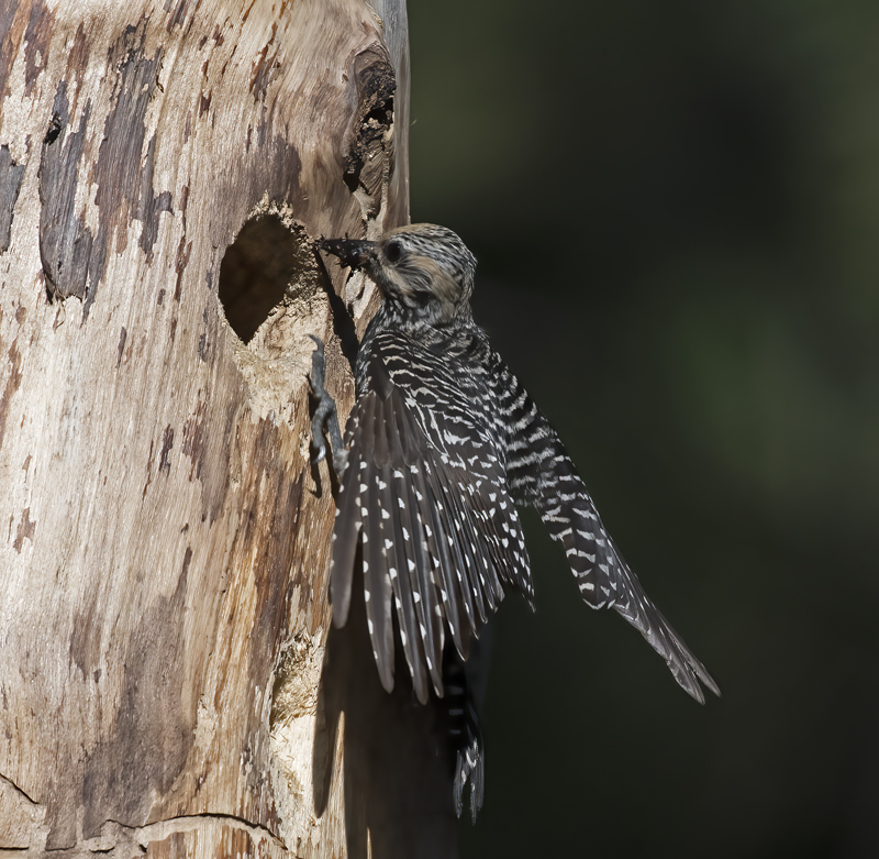Williamsons_Sapsucker_17_OR_083