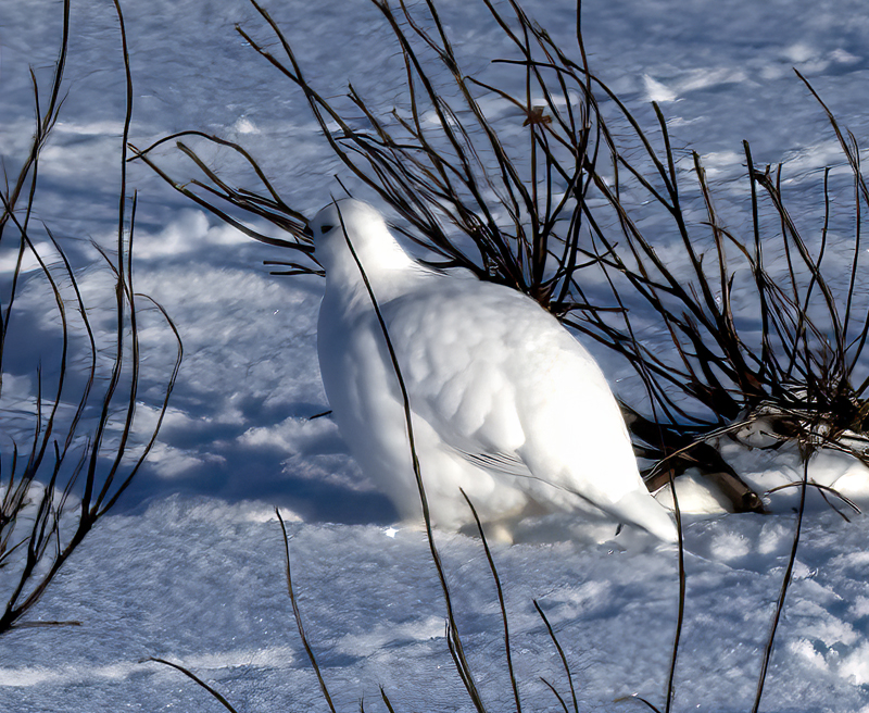 Willow_Ptarmigan_23_Norway_025