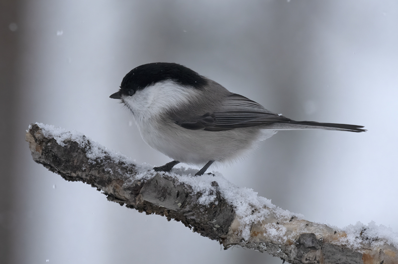 Willow_Tit_23_Norway_003