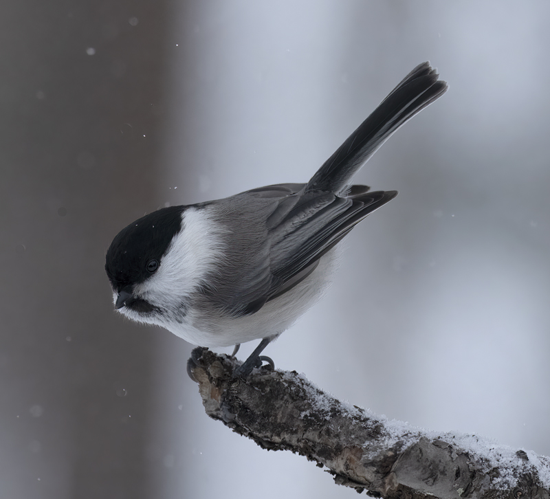 Willow_Tit_23_Norway_025