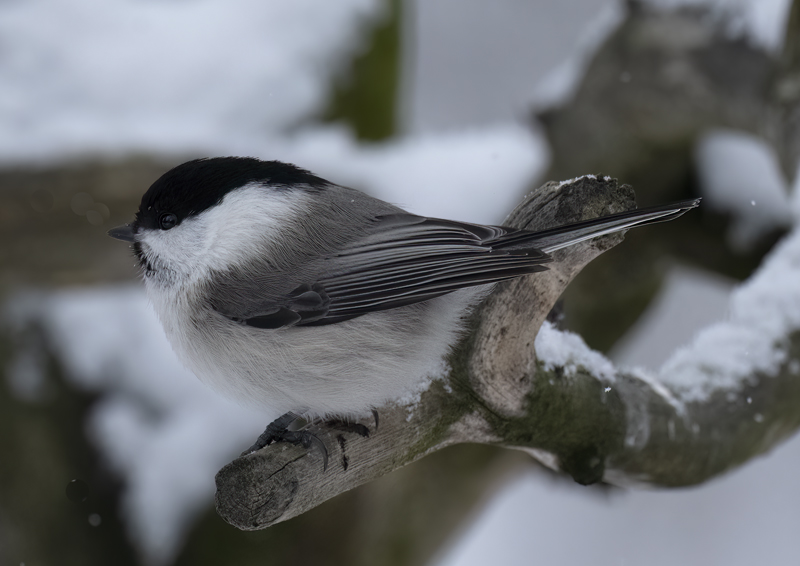 Willow_Tit_23_Norway_031