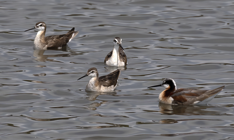 Wilsons_Phalarope_21_CA_125