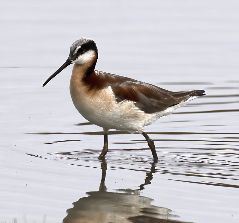 Wilsons_Phalarope_21_CA_159