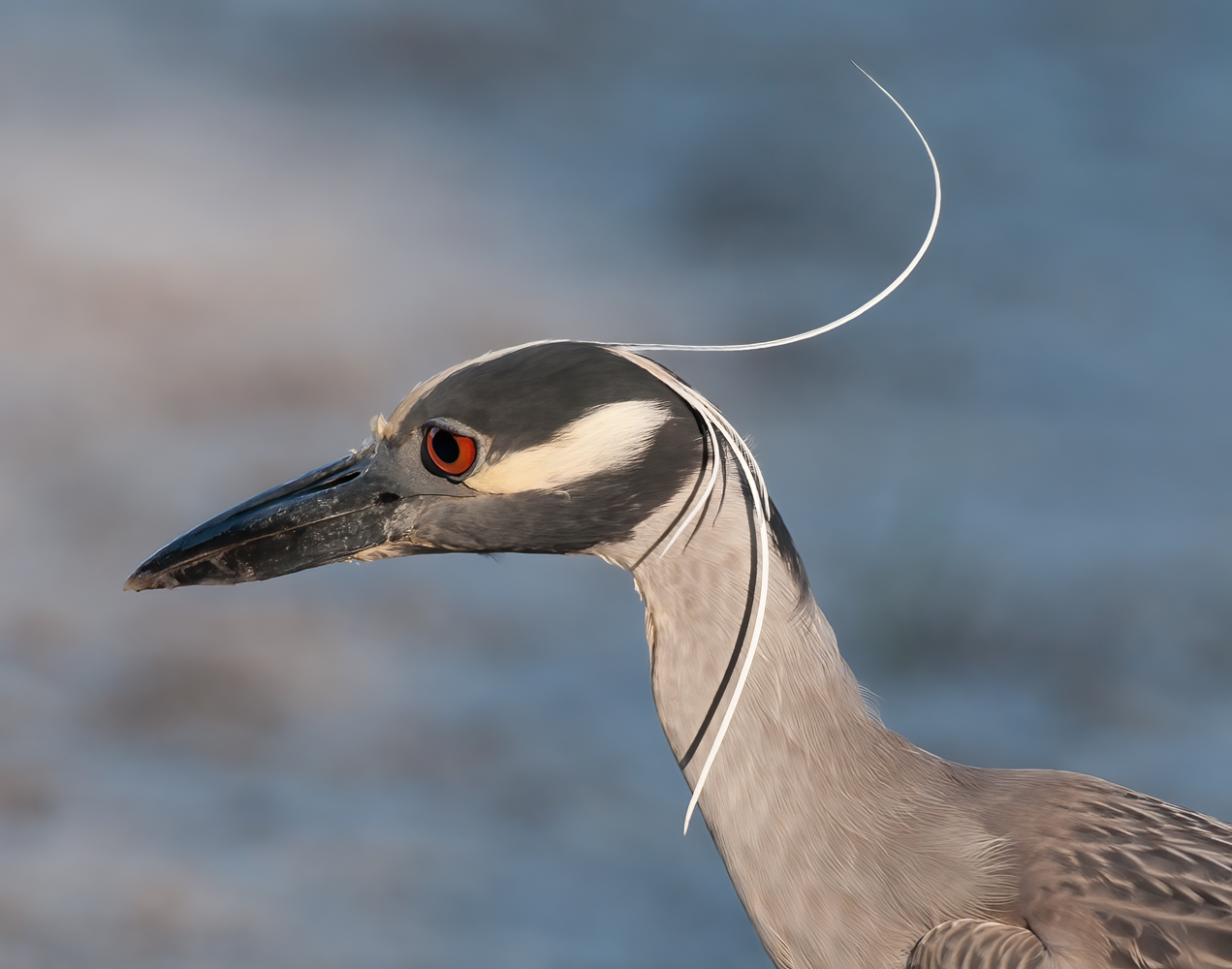 Yellow_crowned_Night_Heron_10_FL_037