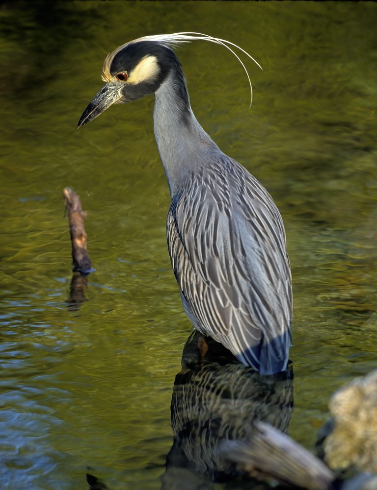 Yellow_crowned_Night_Heron_94_FL_001